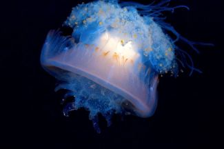 cauliflower-jellyfish.jpg